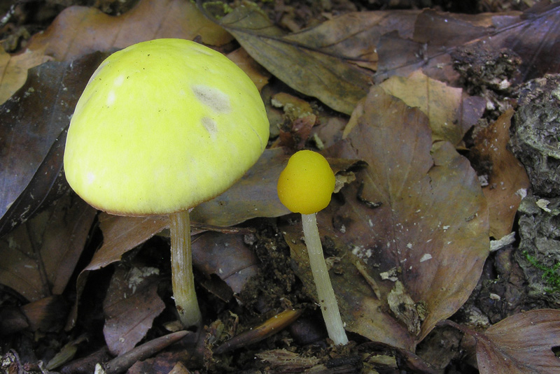 Pluteus chrysophaeus